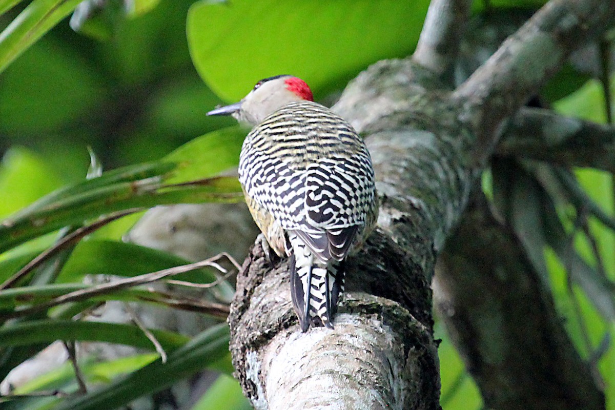 West Indian Woodpecker - ML165868541