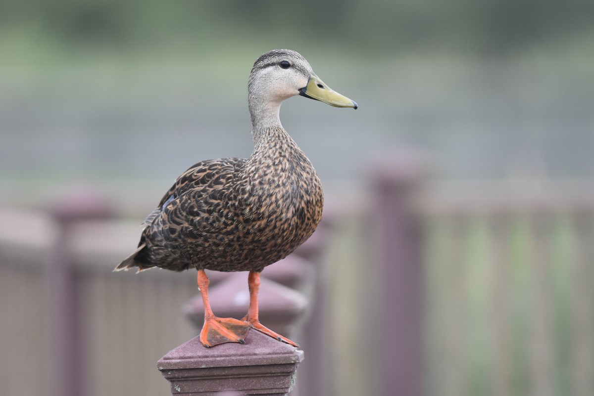 Mottled Duck (Gulf Coast) - Caleb Strand