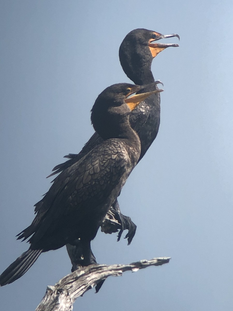 Double-crested Cormorant - Soule Mary