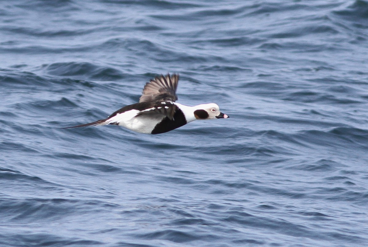 Long-tailed Duck - ML165873121