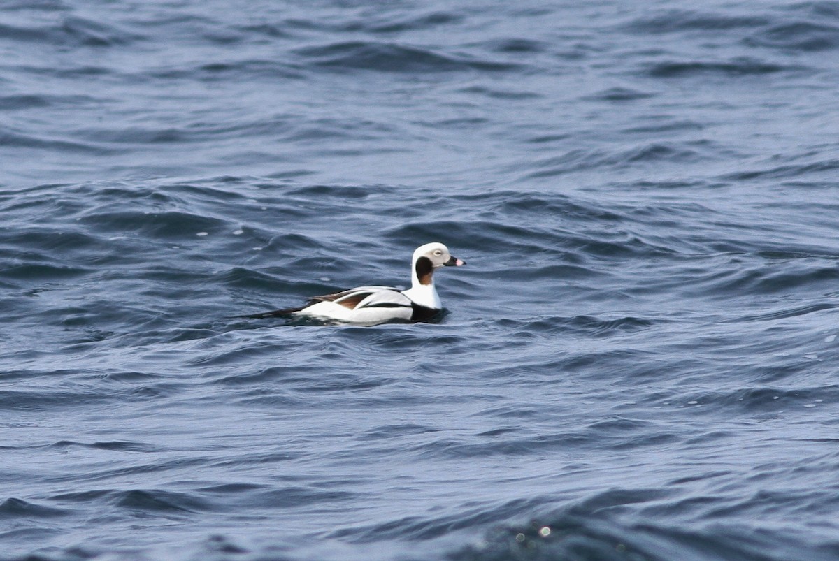 Long-tailed Duck - ML165873161