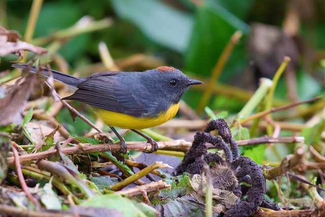 Lateral view (subspecies <em class="SciName notranslate">ballux</em>). - Slate-throated Redstart - 