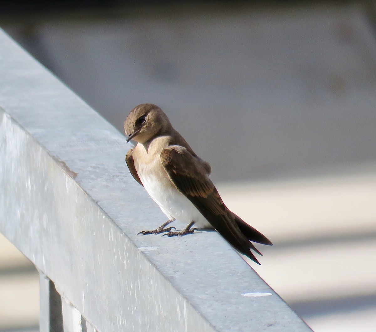 Northern Rough-winged Swallow - Ann Tanner