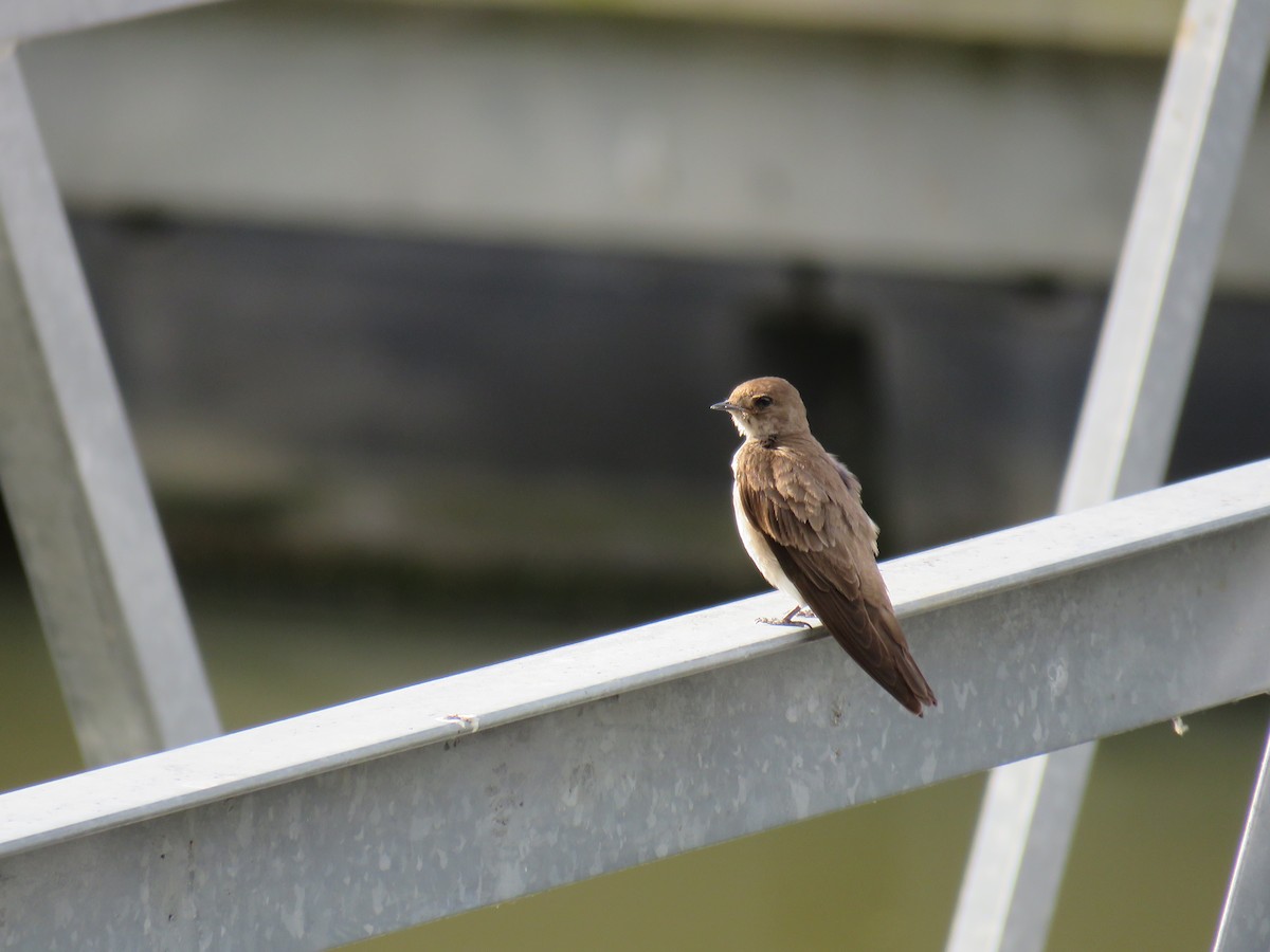 Northern Rough-winged Swallow - ML165878301