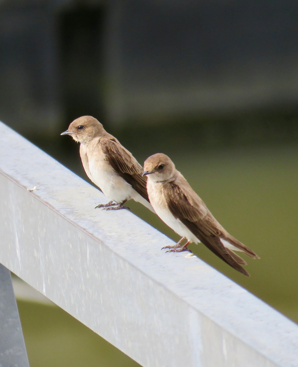 Northern Rough-winged Swallow - ML165878391