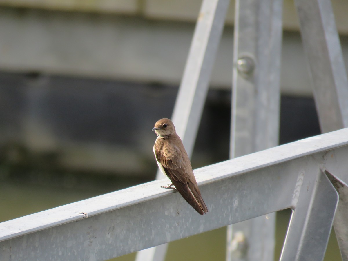 Northern Rough-winged Swallow - ML165878401