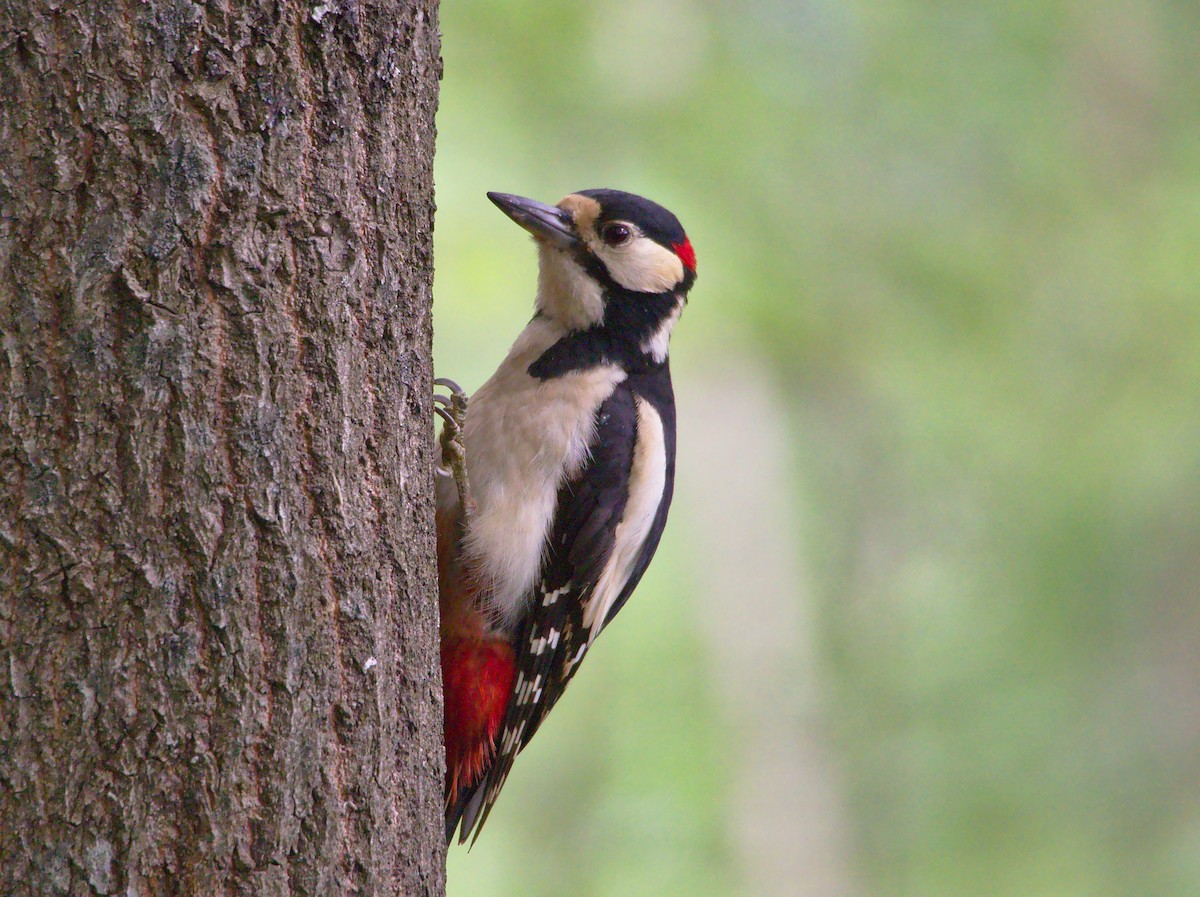 Great Spotted Woodpecker (Great Spotted) - ML165879161