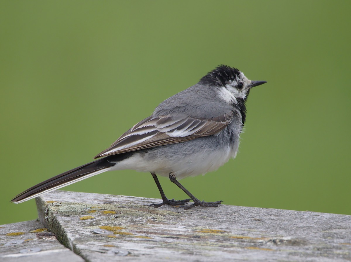 White Wagtail (White-faced) - ML165879301