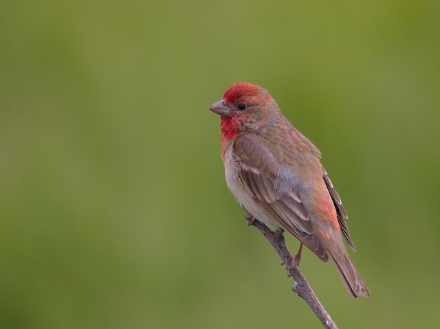 アカマシコ Ebird