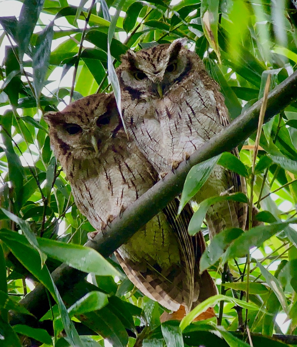 Tropical Screech-Owl - Efrain Toapanta