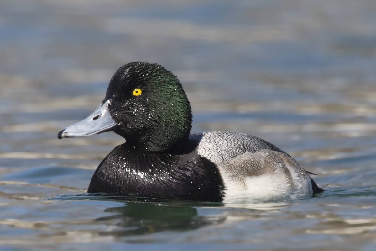 Greater Scaup - ML165894631