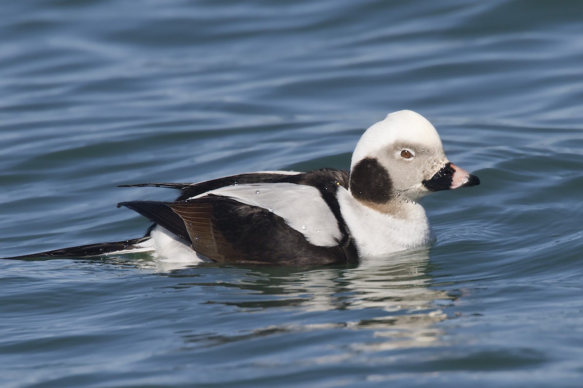 Long-tailed Duck - ML165894911