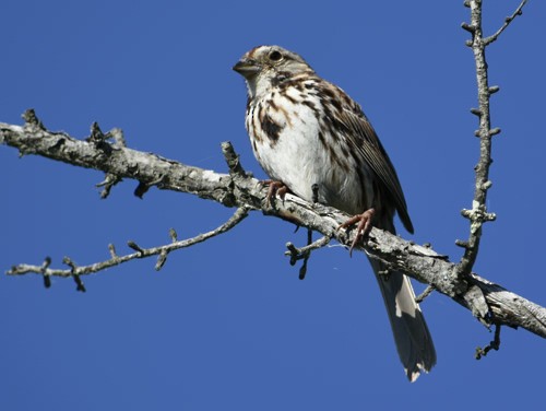 Song Sparrow - ML165895011