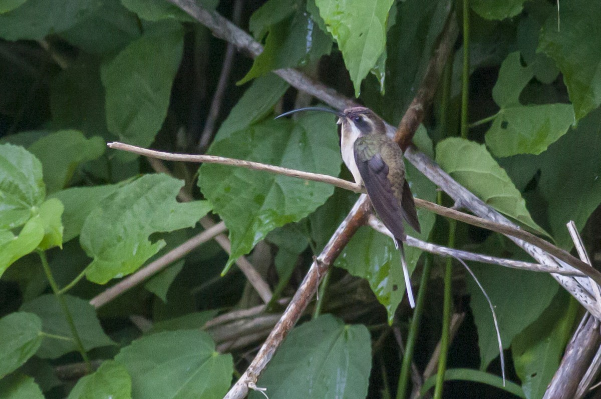 Long-billed Hermit (Central American) - ML165897121
