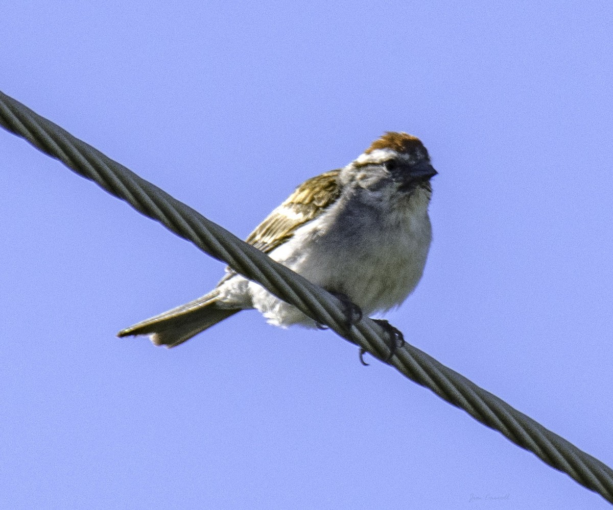 Chipping Sparrow - ML165899091