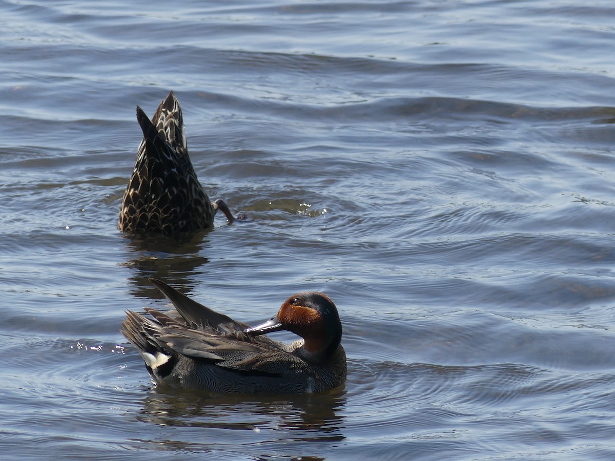 Green-winged Teal - ML165901651