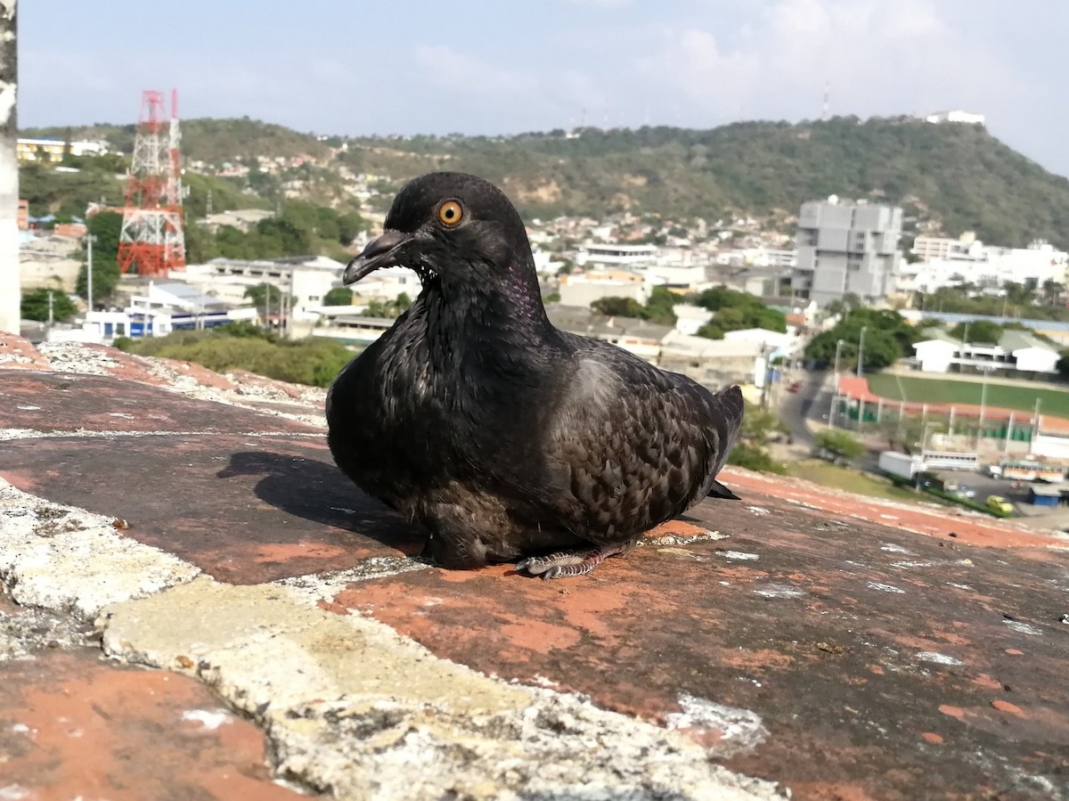 Rock Pigeon (Feral Pigeon) - ML165902951