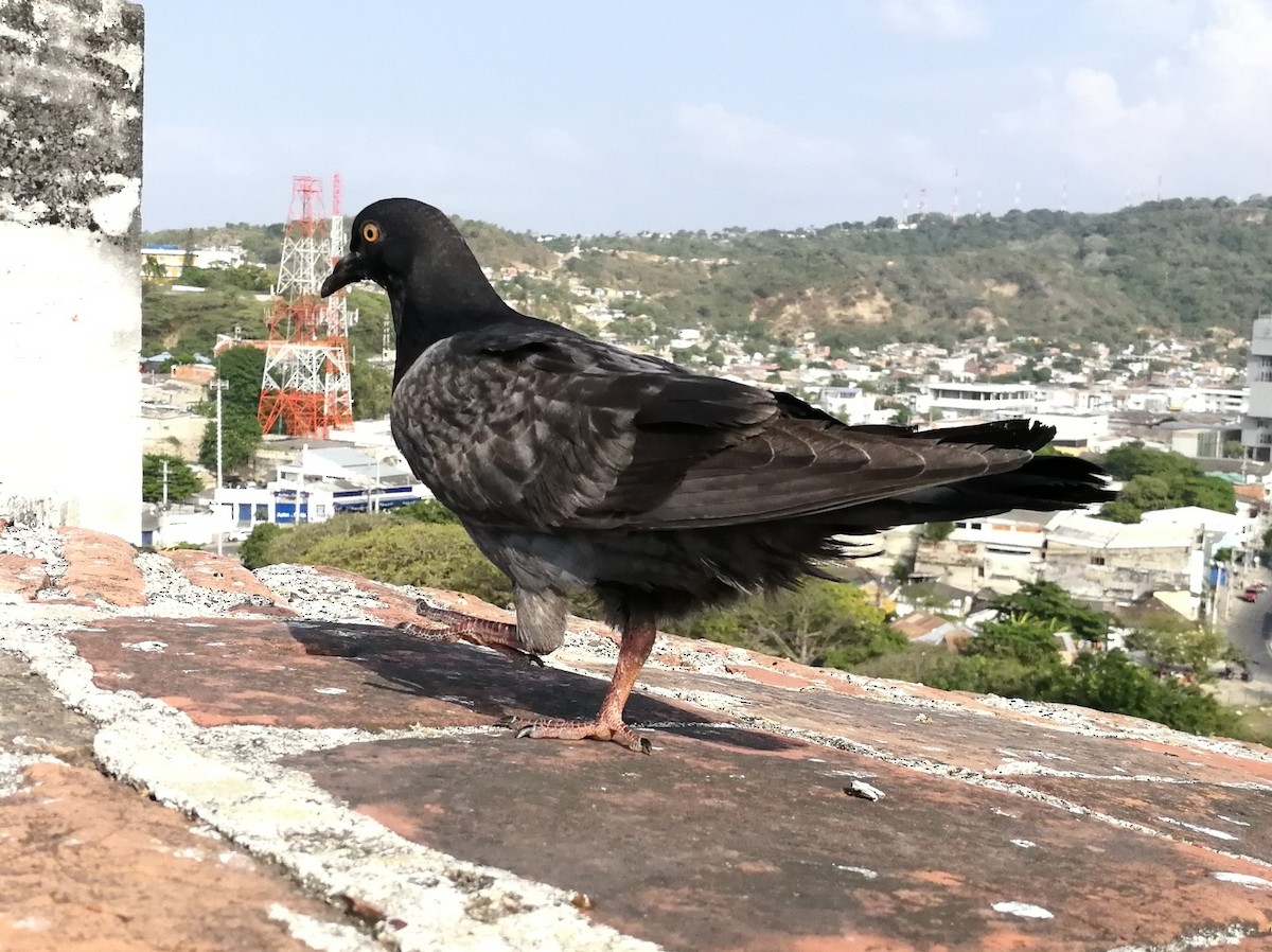 Rock Pigeon (Feral Pigeon) - ML165902971