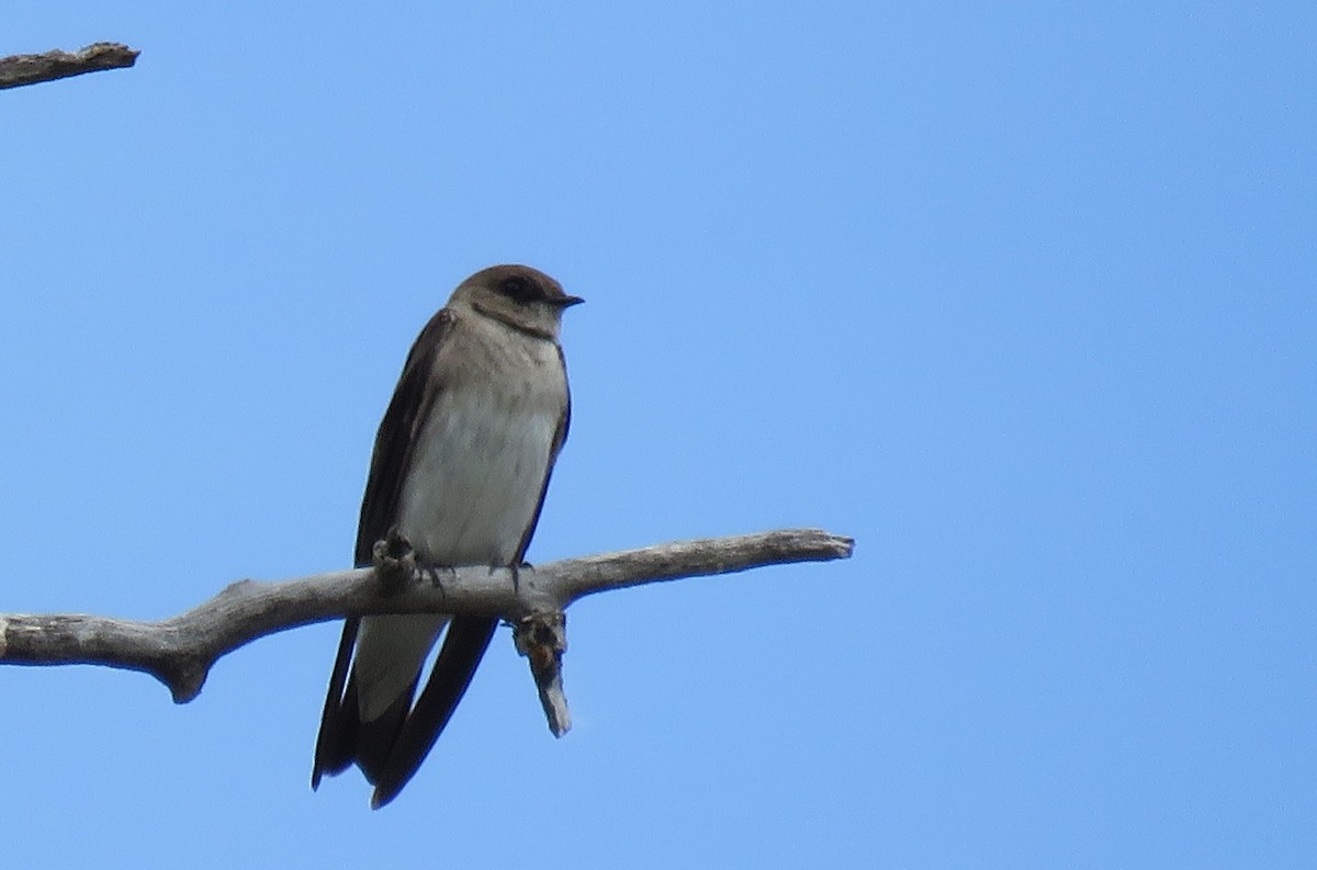 Northern Rough-winged Swallow - ML165905021