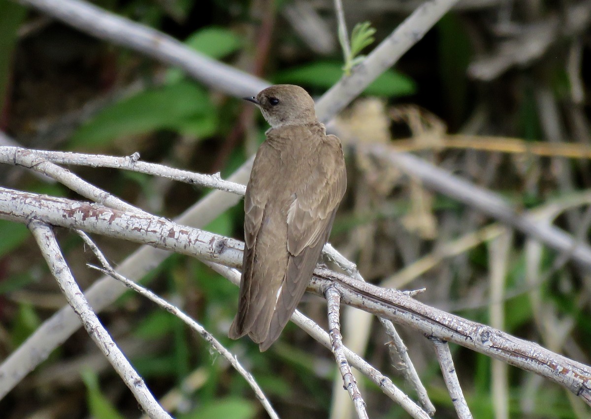 Northern Rough-winged Swallow - ML165905101
