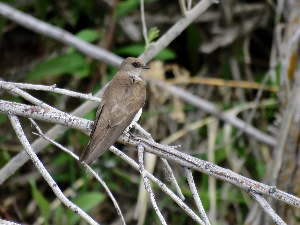 Northern Rough-winged Swallow - ML165905111