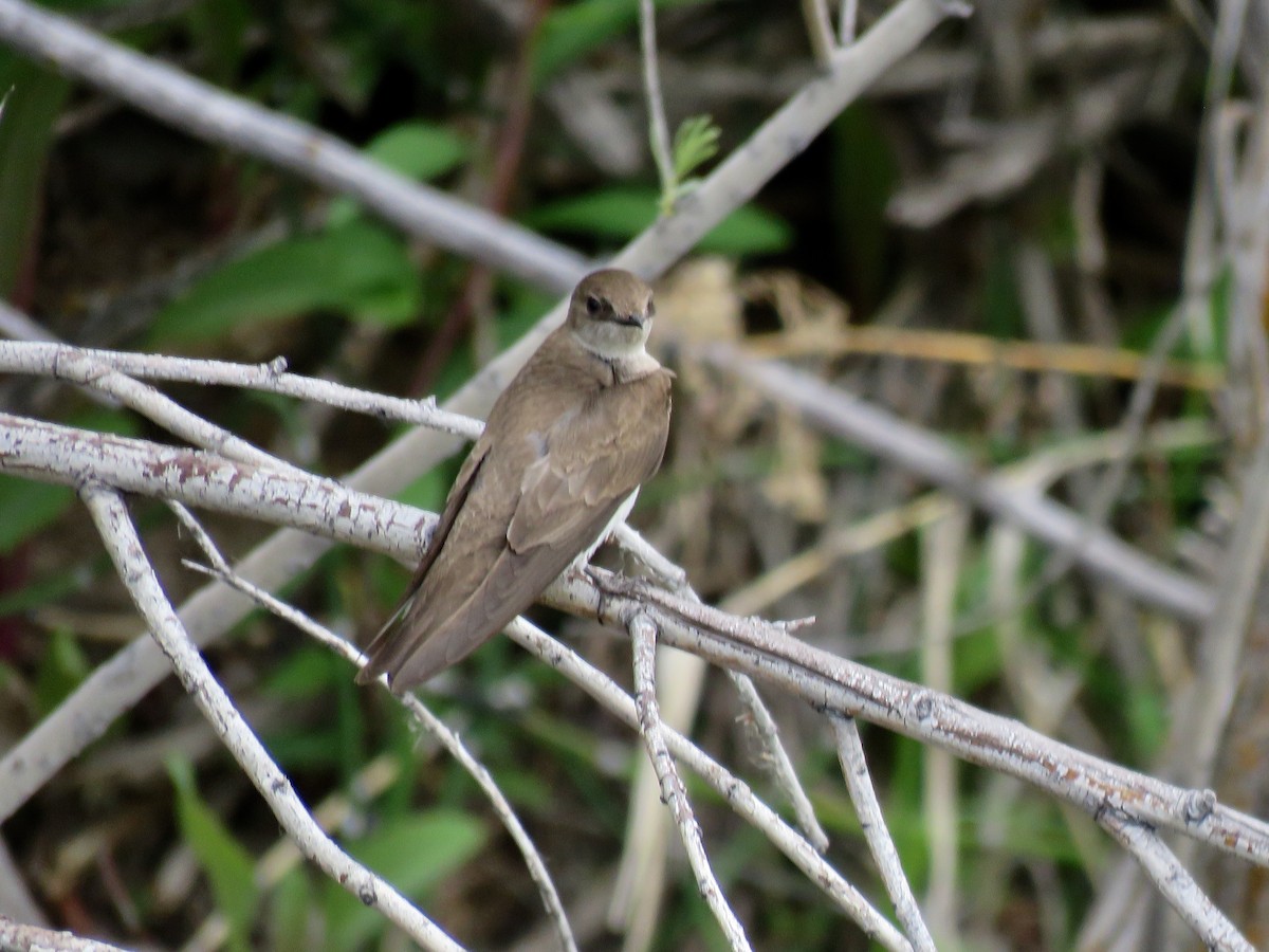 Northern Rough-winged Swallow - ML165905121