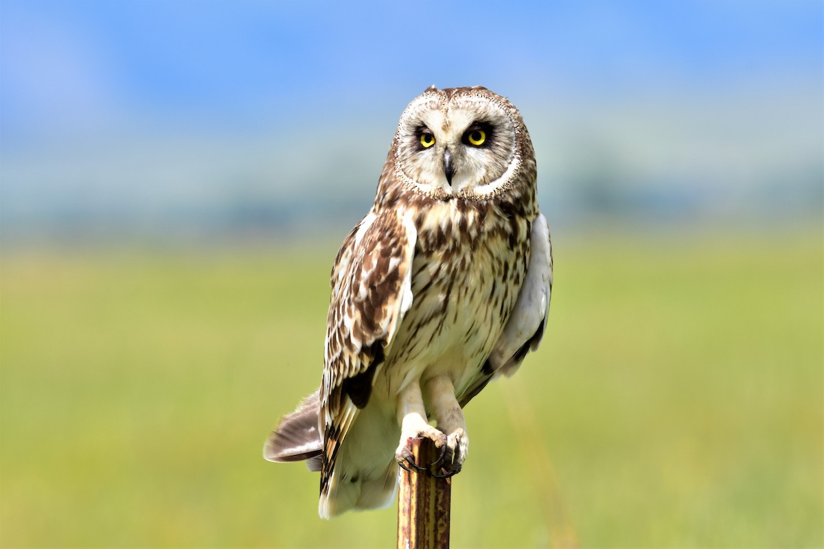Short-eared Owl - ML165905761