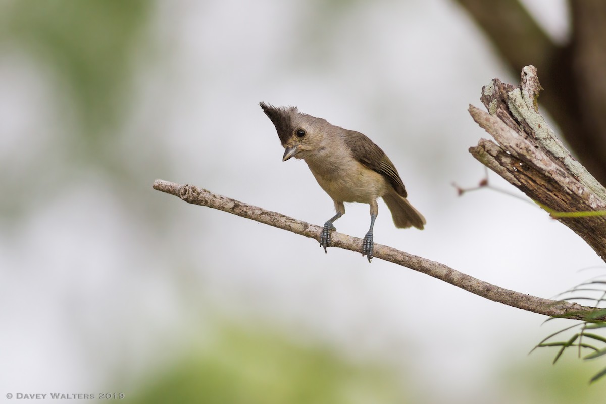 Black-crested Titmouse - Davey Walters