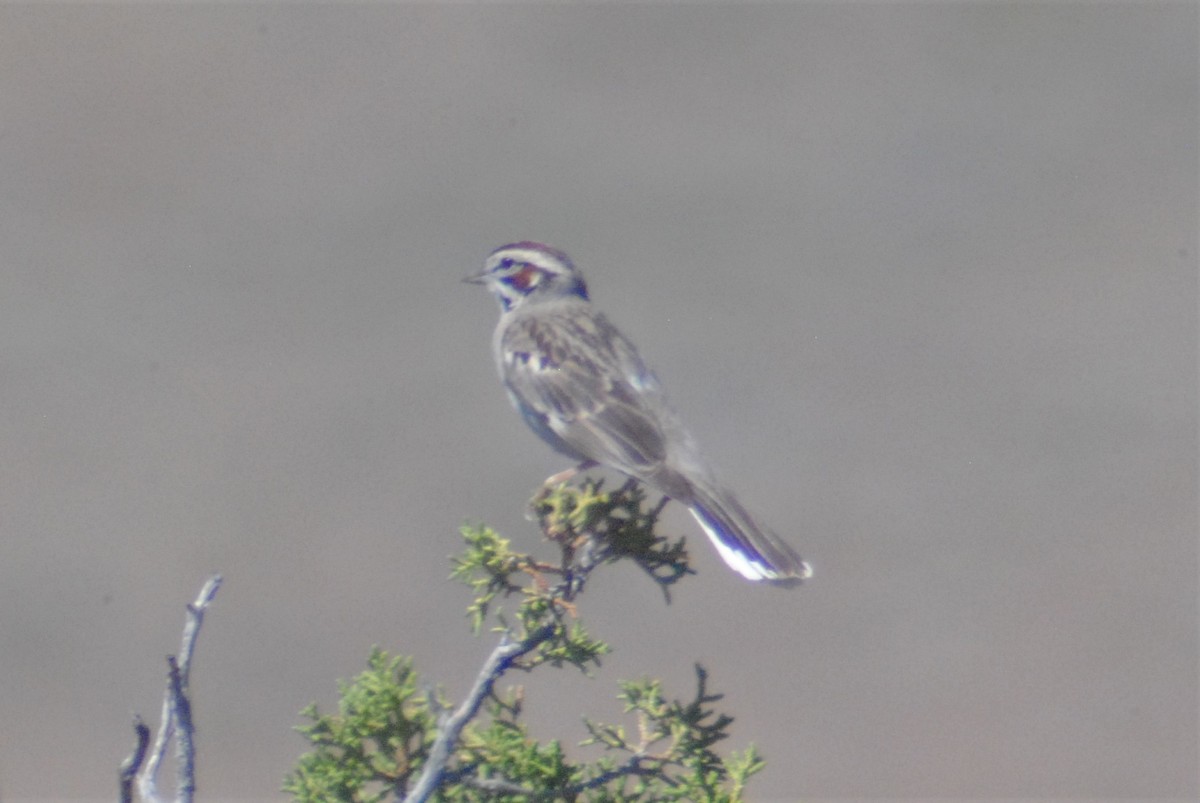 Lark Sparrow - ML165910581