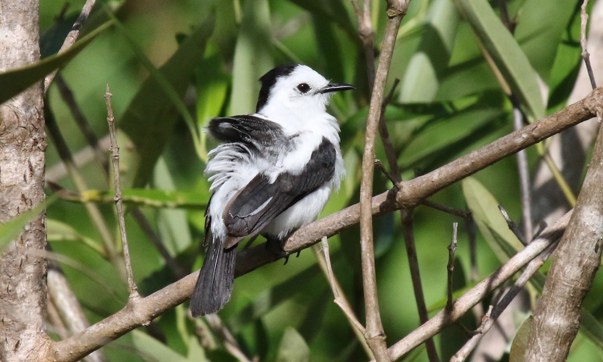 Pied Water-Tyrant - Michael Collins