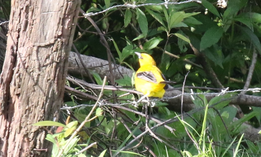 Yellow Oriole - Michael Collins