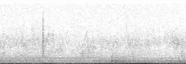 Tarabilla Siberiana (grupo maurus) - ML165912