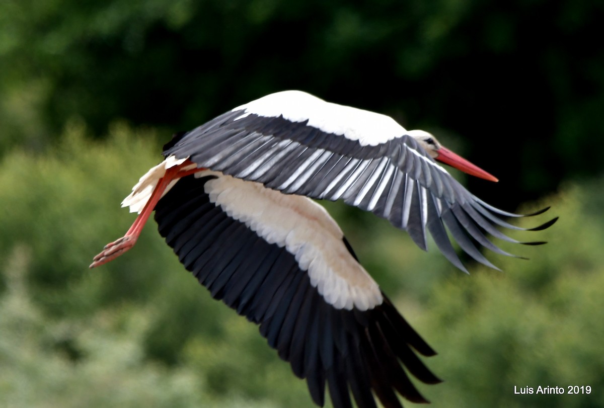 White Stork - Luis Arinto