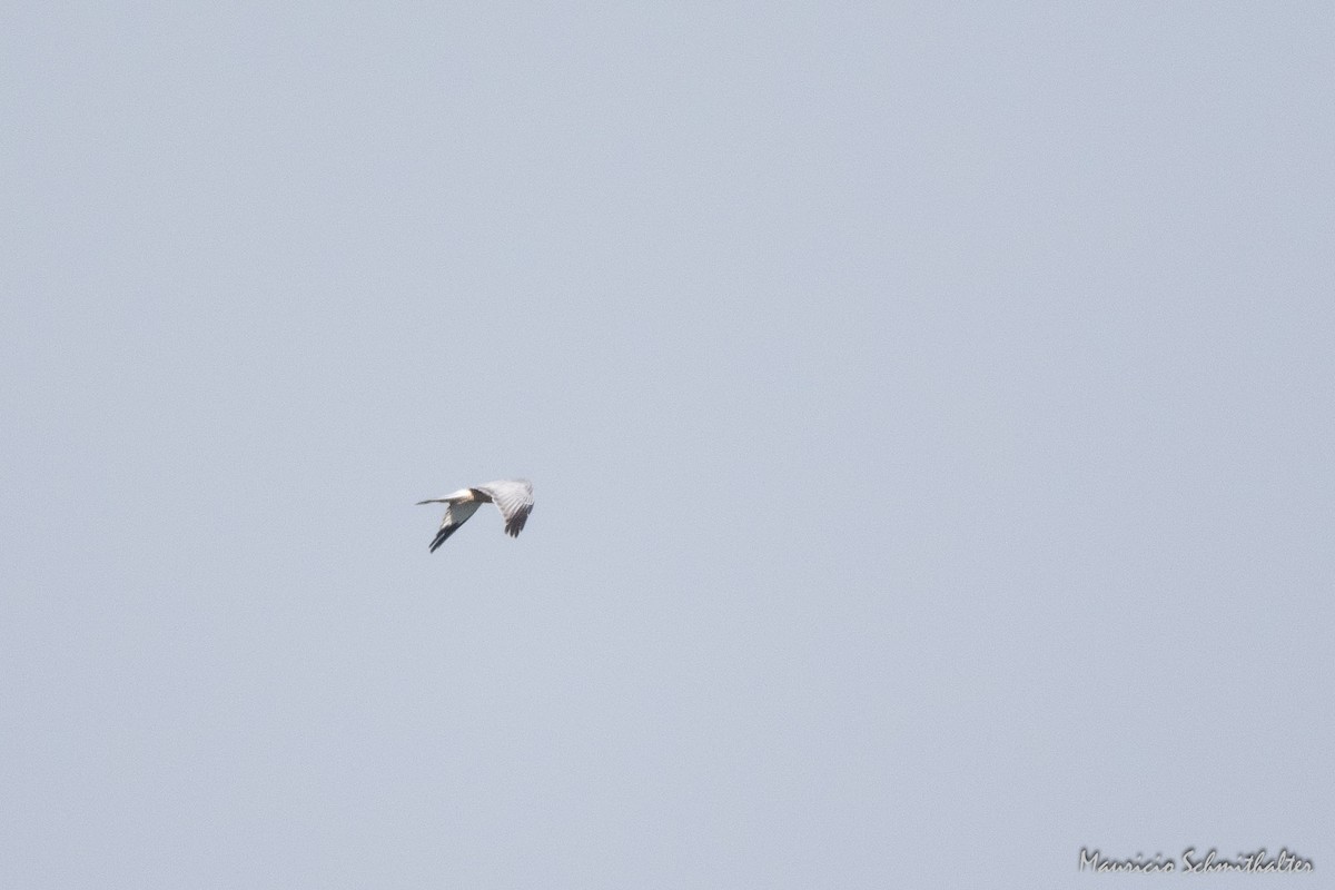White-tailed Kite - Mauricio Schmithalter