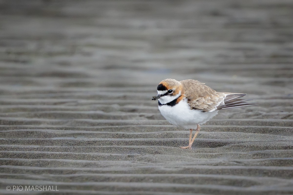 Collared Plover - ML165919181