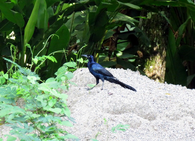 Great-tailed Grackle - ML165919581