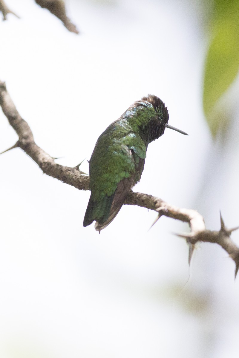 Green-tailed Emerald - Oswaldo Hernández Sánchez