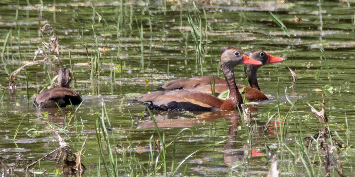 Black-bellied Whistling-Duck - Luc Tremblay