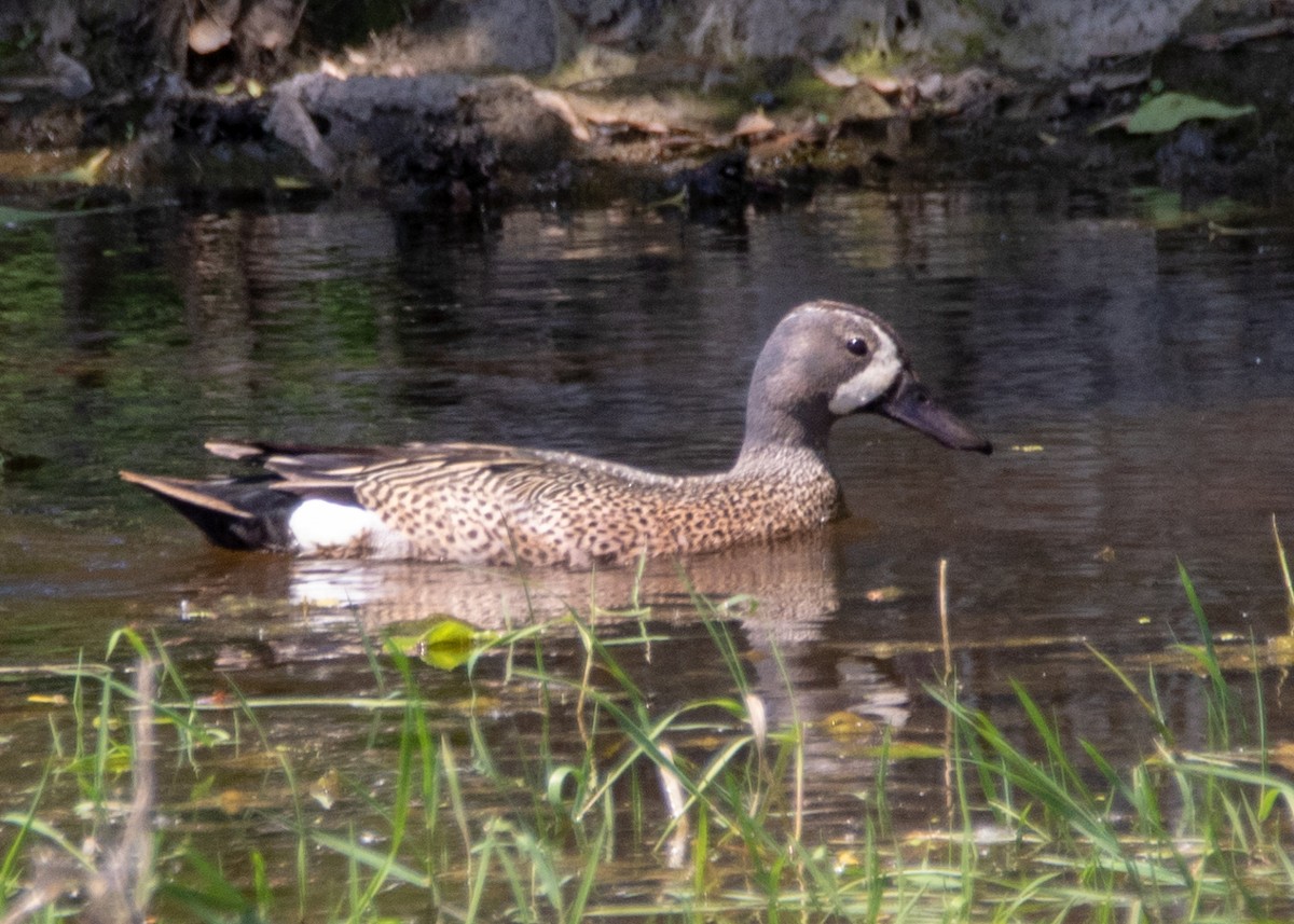Blue-winged Teal - ML165926111