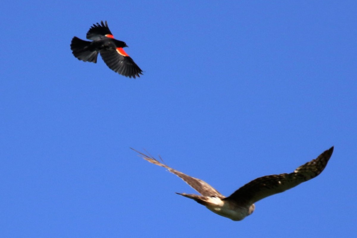 Red-winged Blackbird - ML165926251