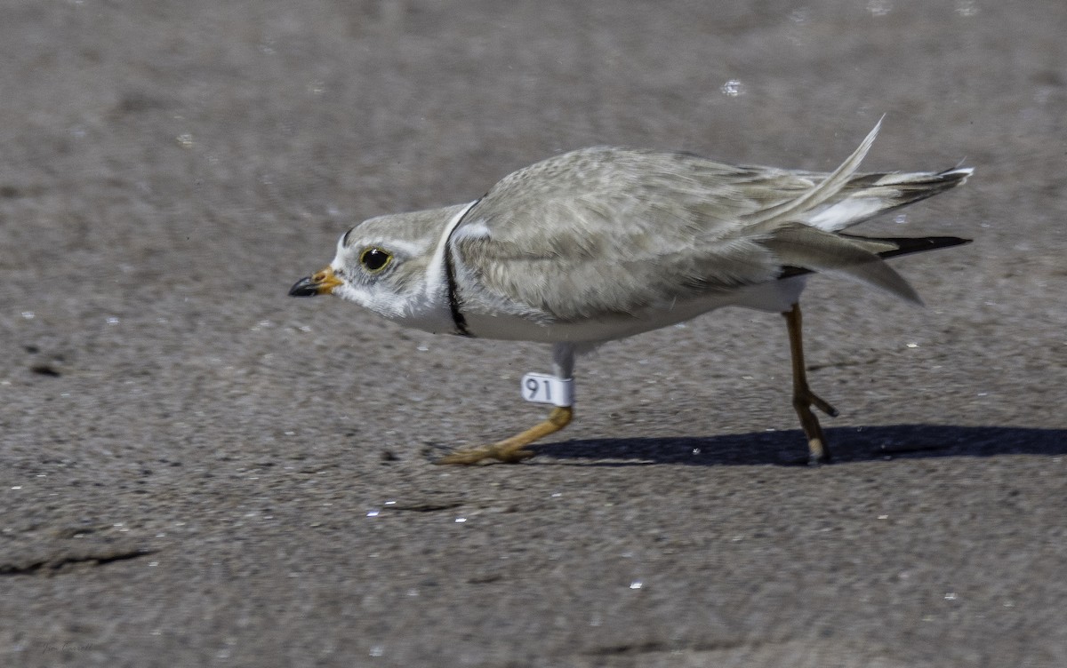 Piping Plover - ML165926851