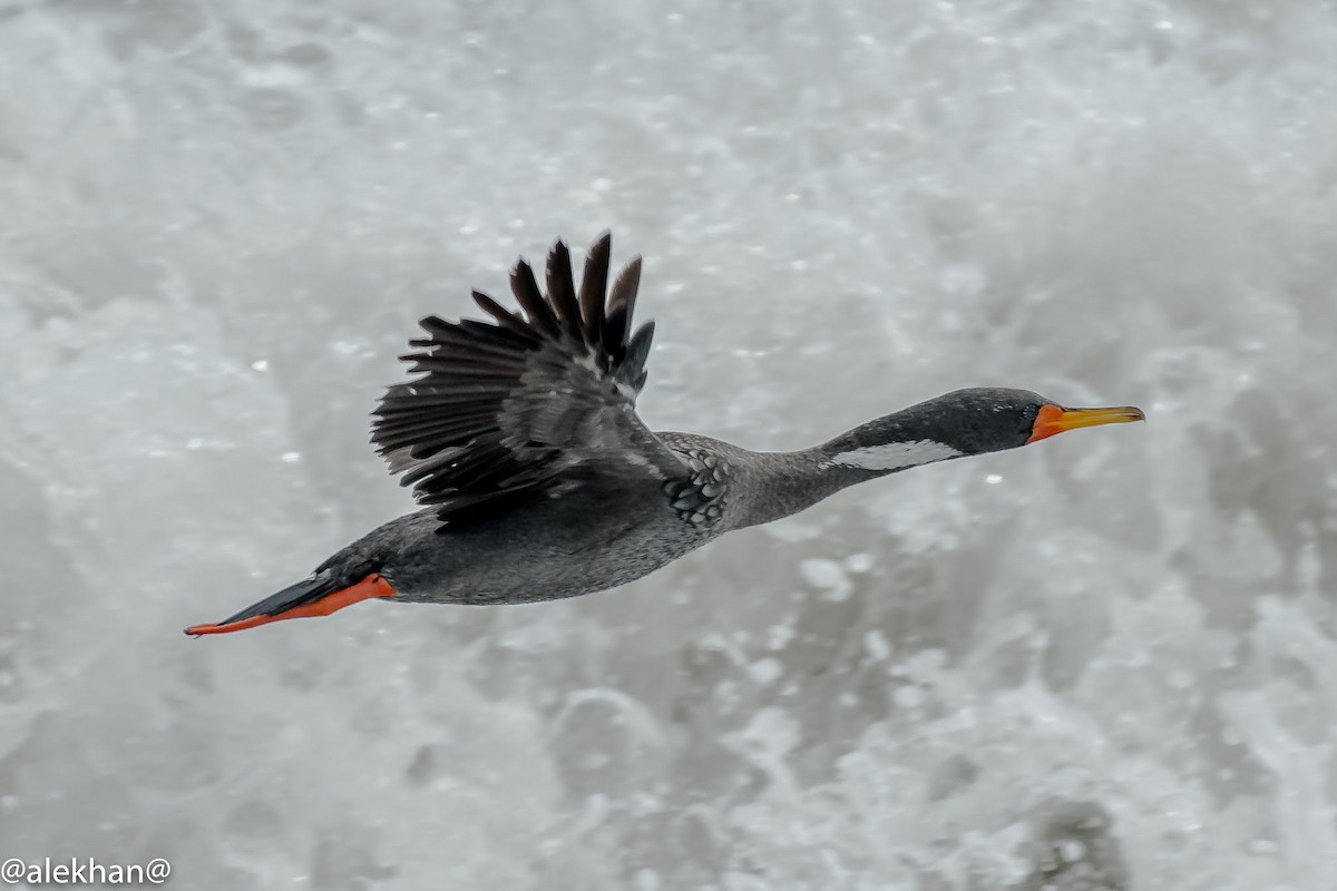 Red-legged Cormorant - Eleuterio Ramirez