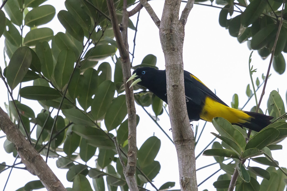 Yellow-rumped Cacique - ML165927661
