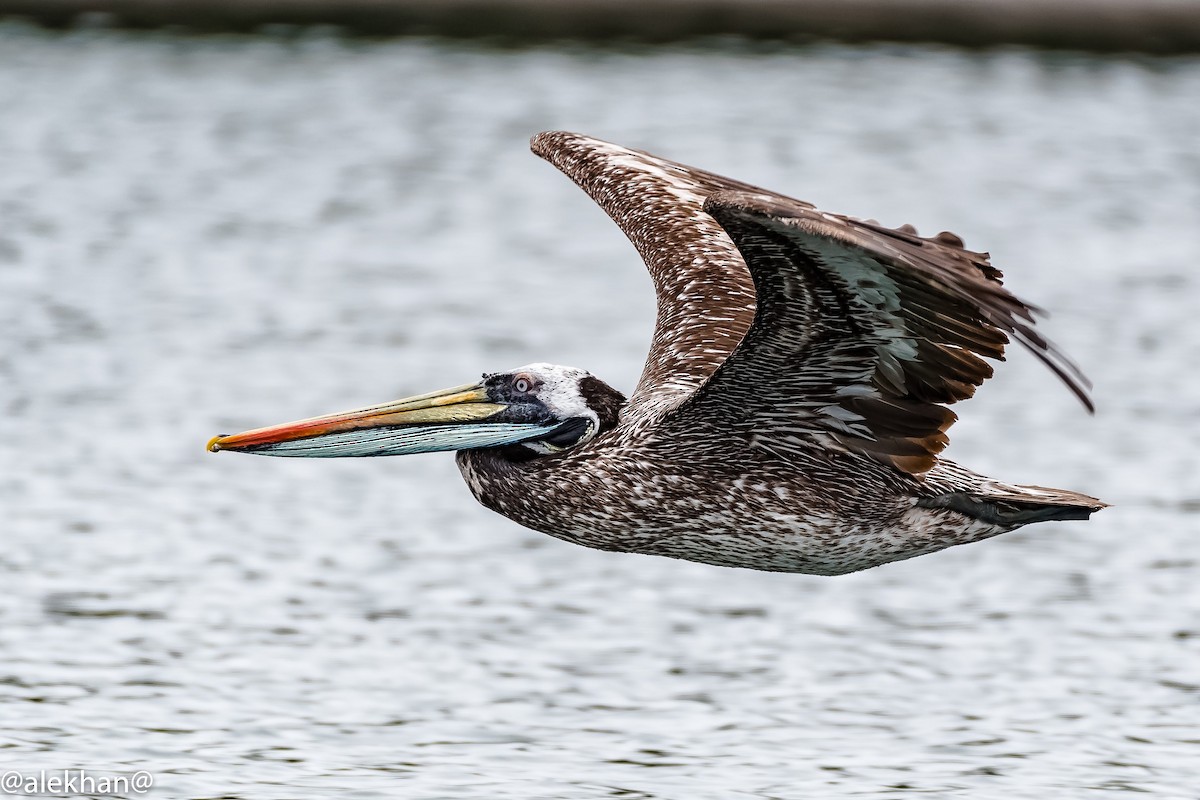 Peruvian Pelican - Eleuterio Ramirez