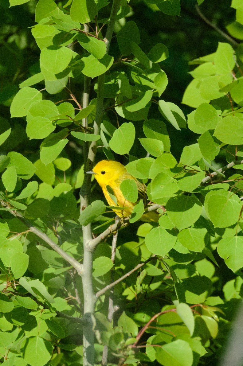 Yellow Warbler - ML165932861