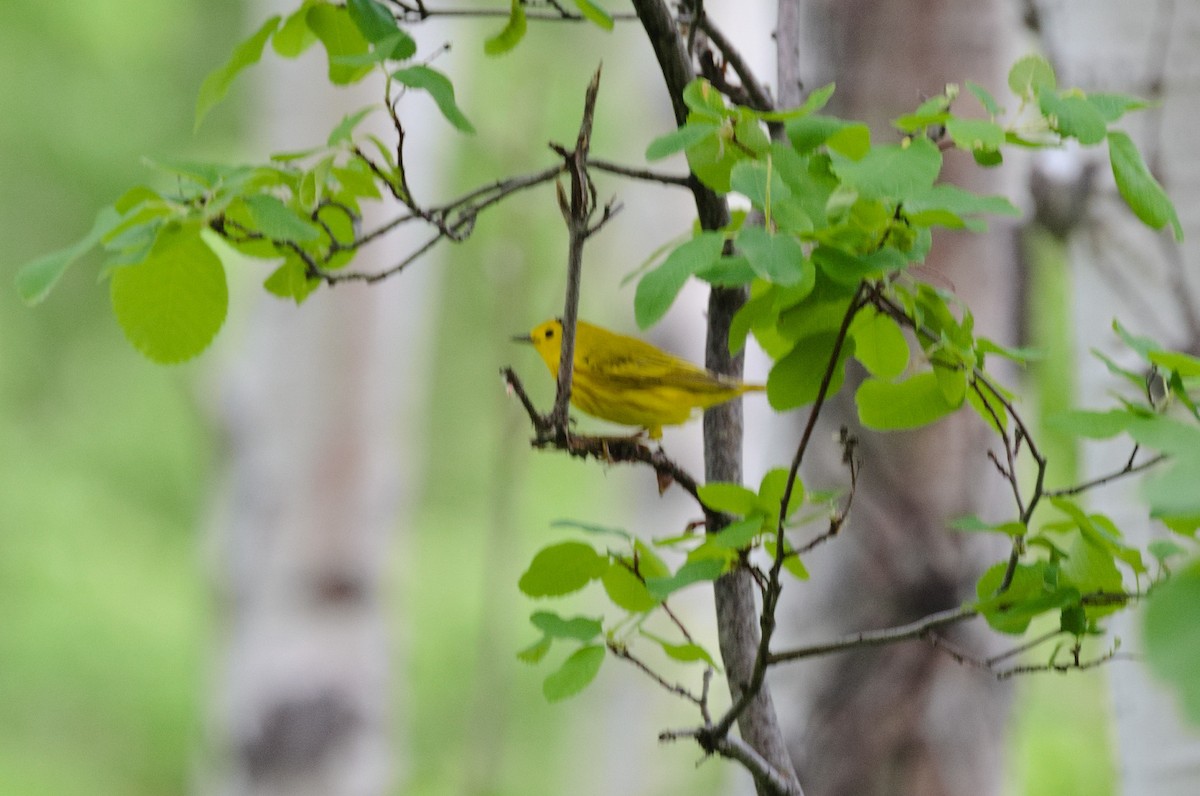 Yellow Warbler - ML165932931