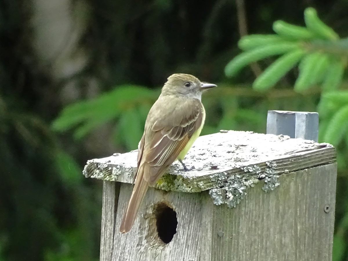Great Crested Flycatcher - ML165935161