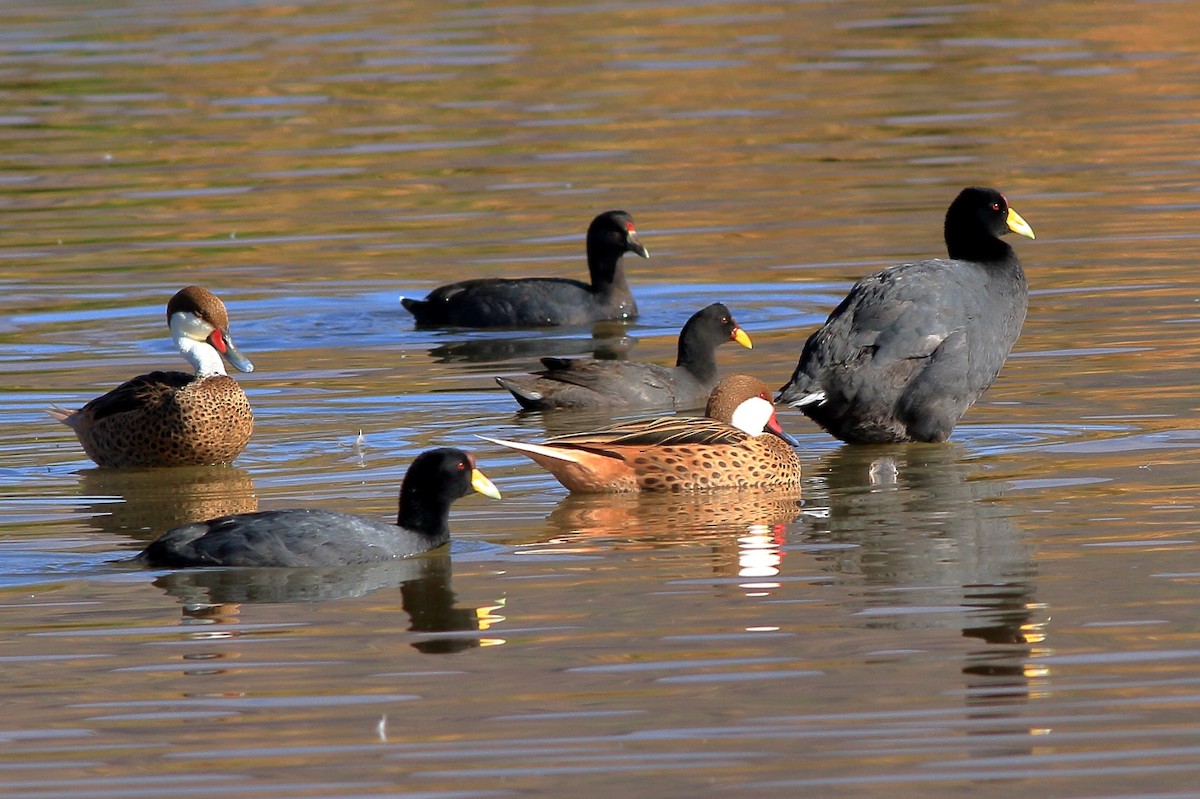 Red-fronted Coot - Manfred Bienert