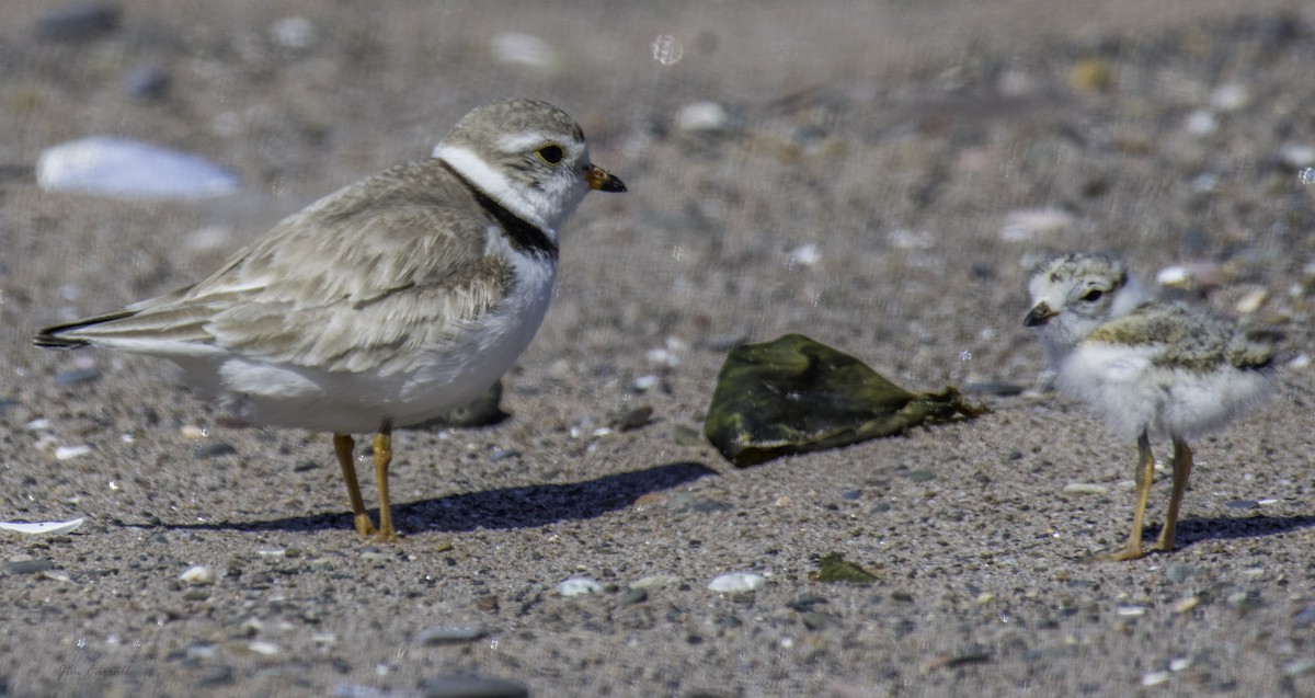 Piping Plover - ML165936451