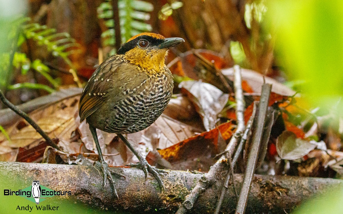Rufous-crowned Antpitta - Andy Walker - Birding Ecotours